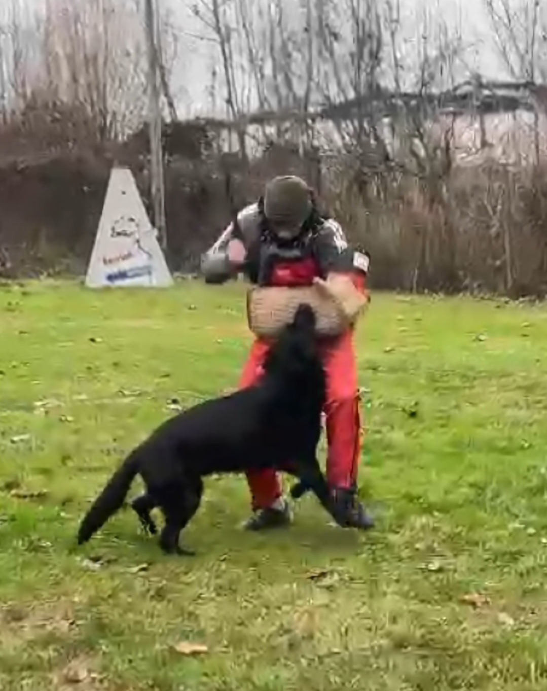 Cane in addestramento 10
