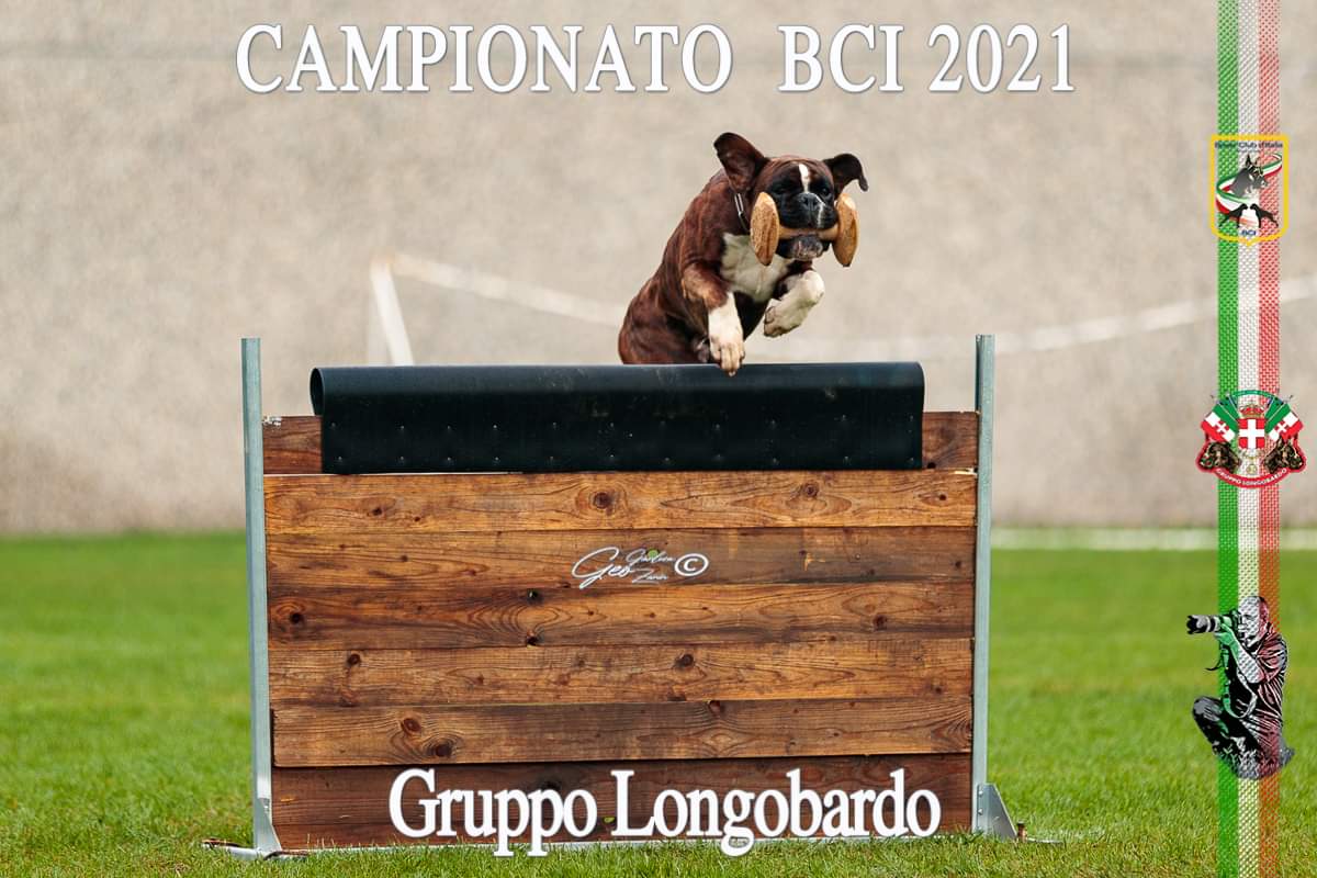 Cane in addestramento 3