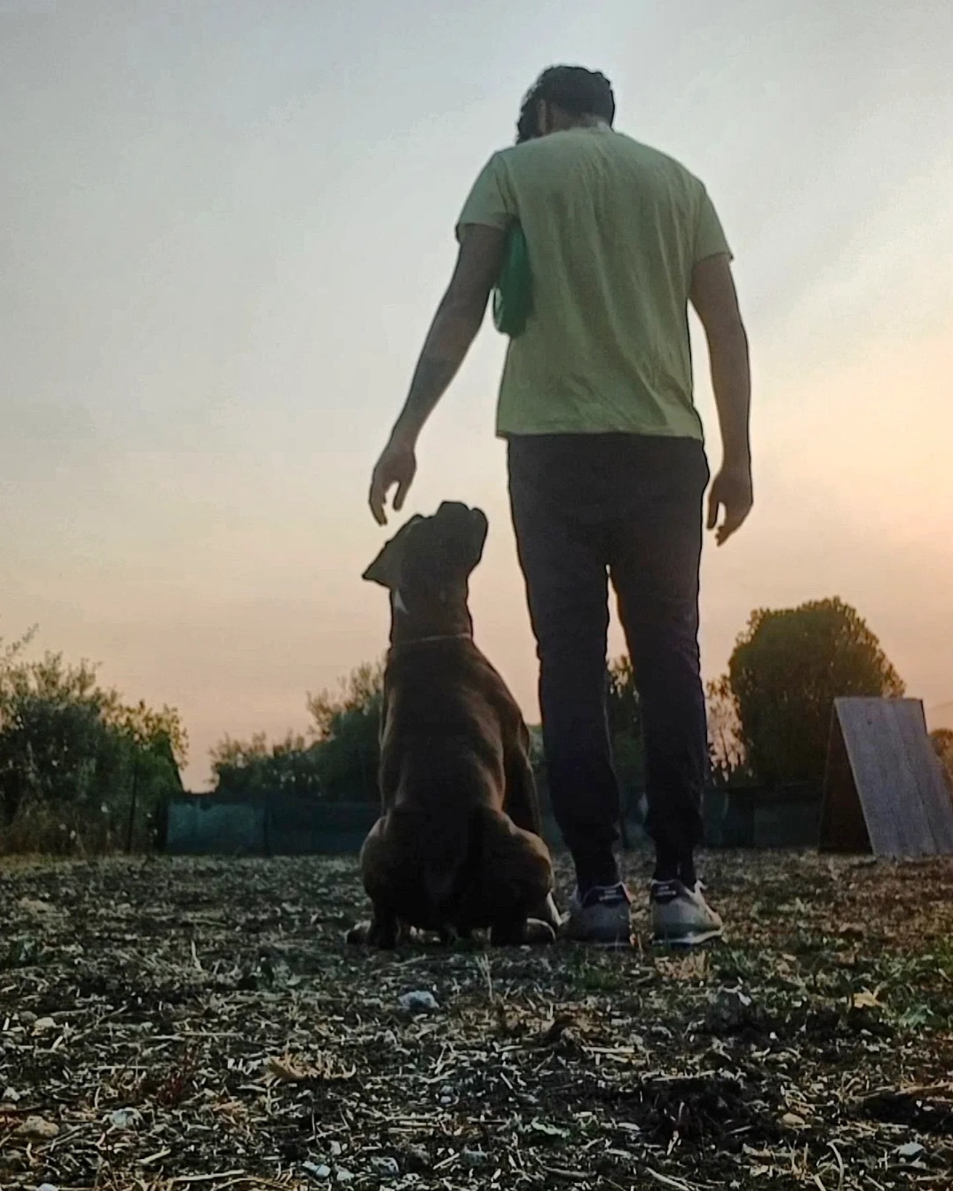 Cane in addestramento 6